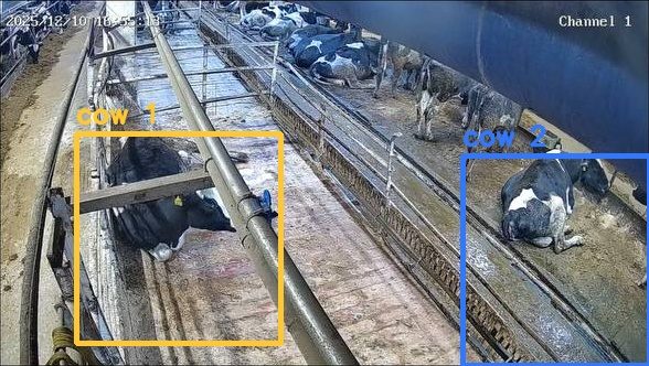 Barn camera frame with two cows detected and tracked by the system