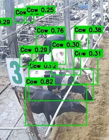 Barn frame with cows detected by the model, each with a confidence score