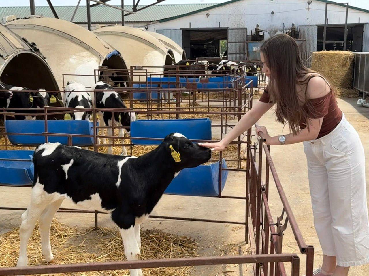 Team member with a calf at a partner dairy farm